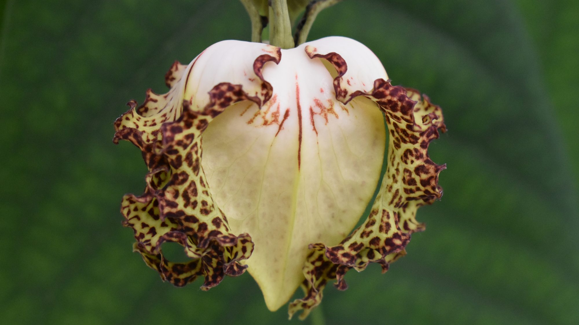 Lantern-like flower with outer, fluted, speckled petals.
