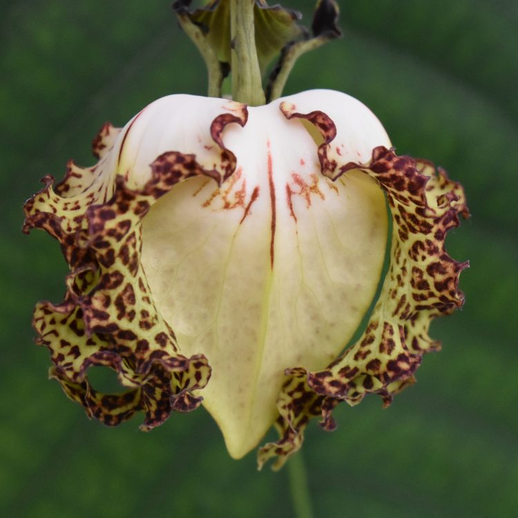 Monodora myristica