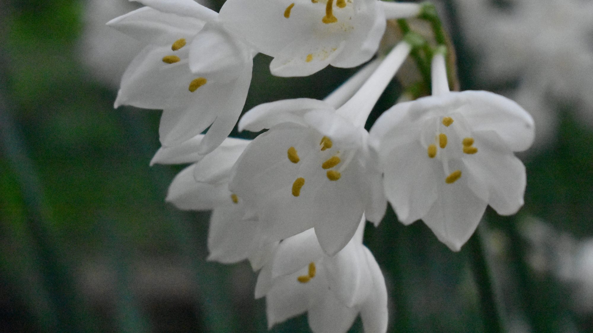 Umbel of white, tubular flowers.