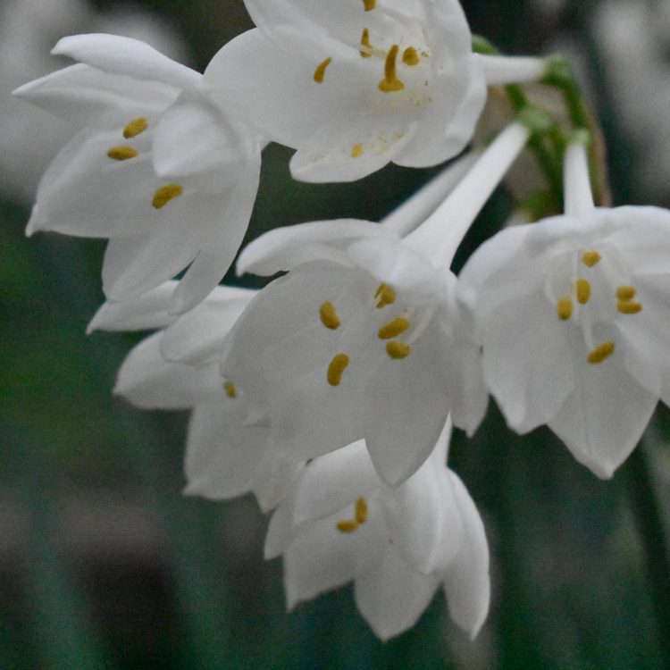Narcissus broussonetii