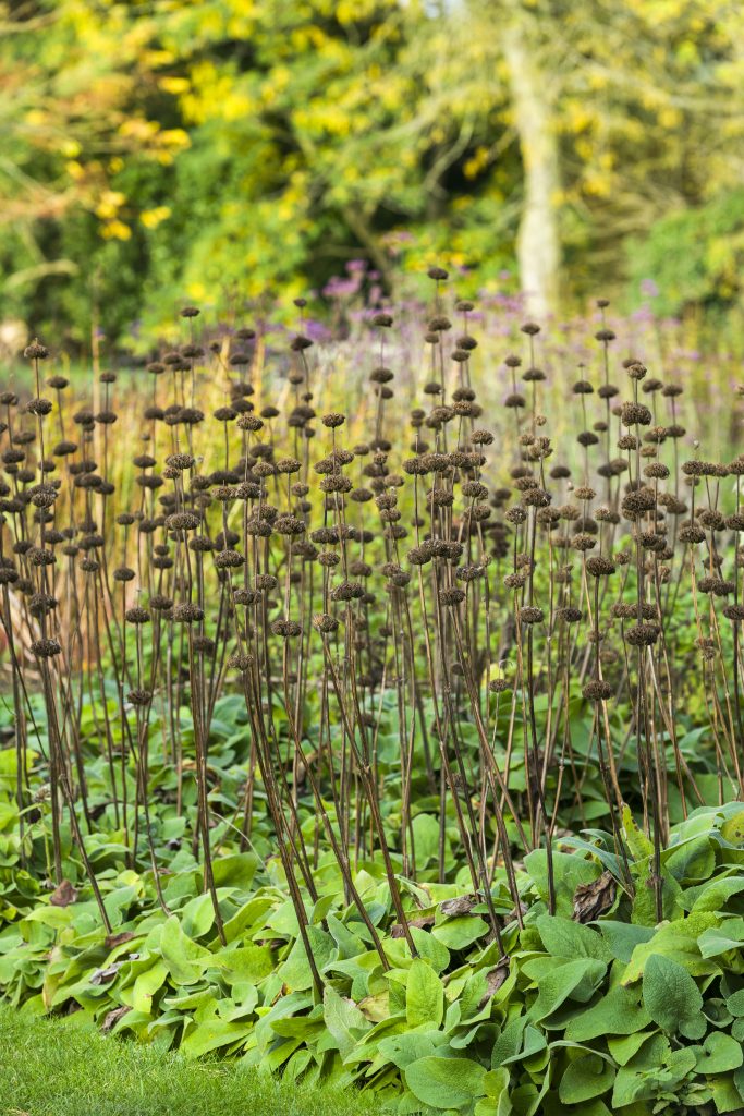 Stiff brown stems with brown seed heads, growing amongst green shrubs and grass.