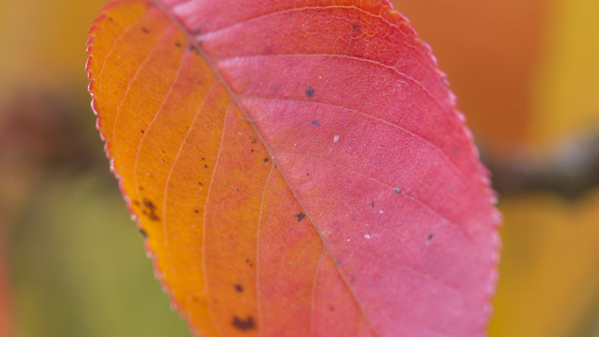 A red and amber leaf with branches in the background.