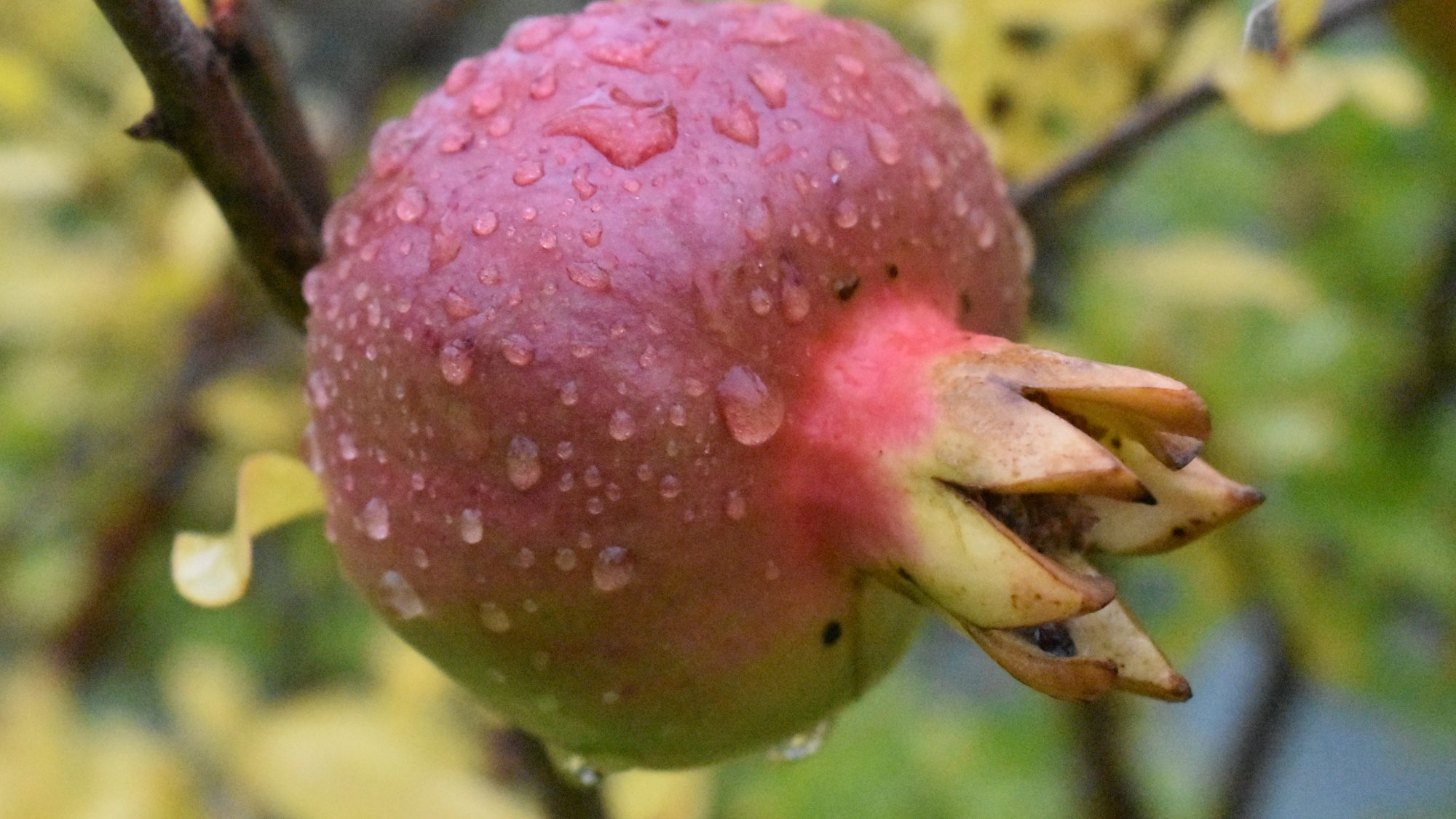 Red, apple-like fruit.