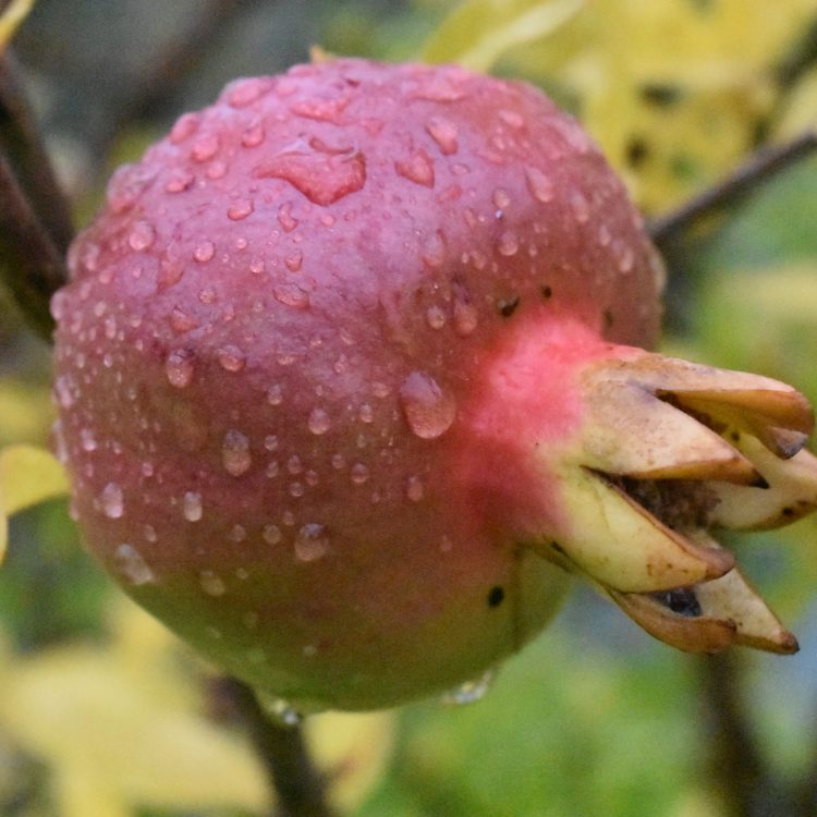 Punica granatum