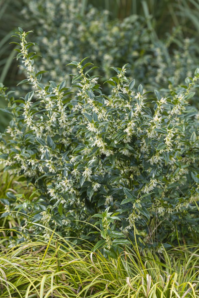 A bushy green shrub with pale yellow flowers.
