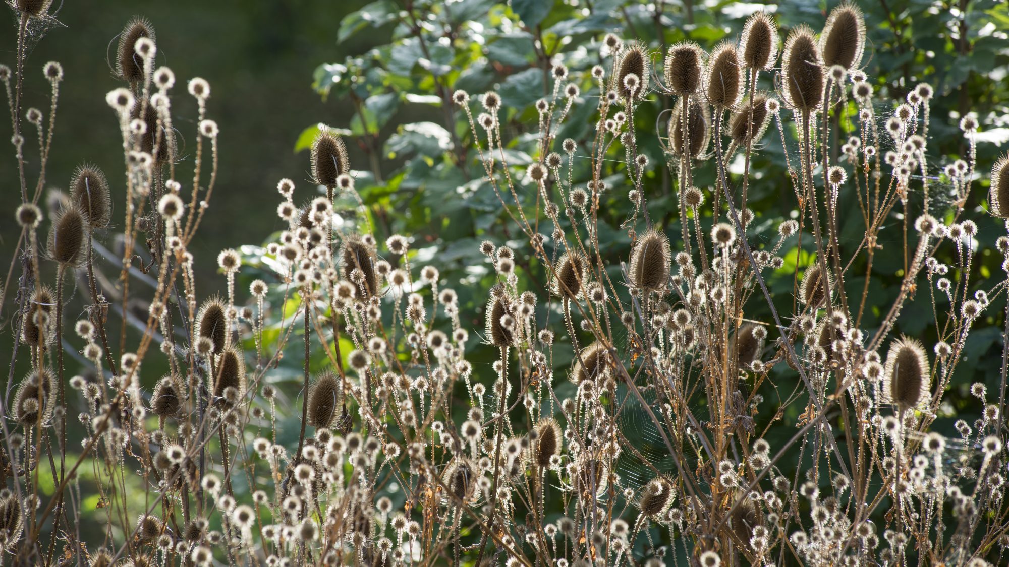 Brown plant with seed heads in foreground with green shrubs behind.