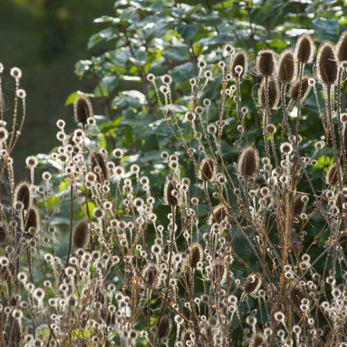 Winter wildlife in your garden