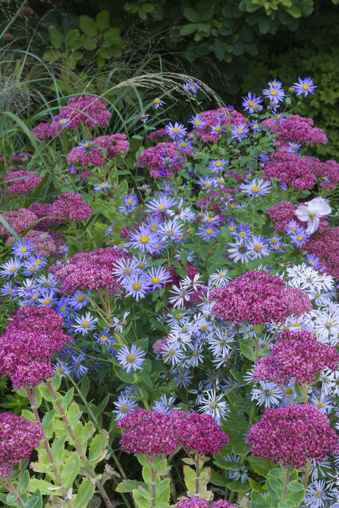 Close-up of sedums and asters in bloom in shades of magenta and purple