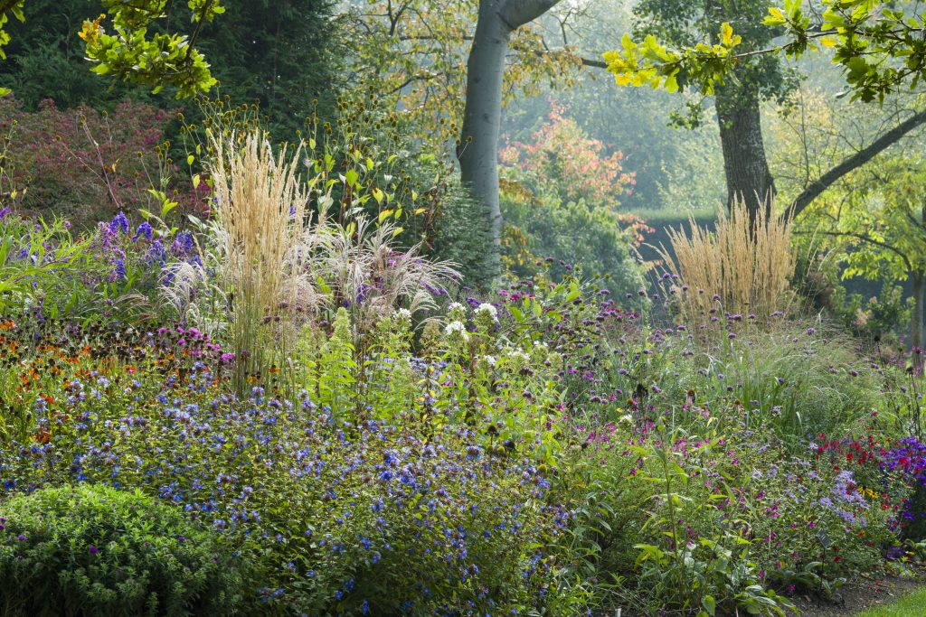 A herbaceous border at CUBG in September with mixed planting including grasses