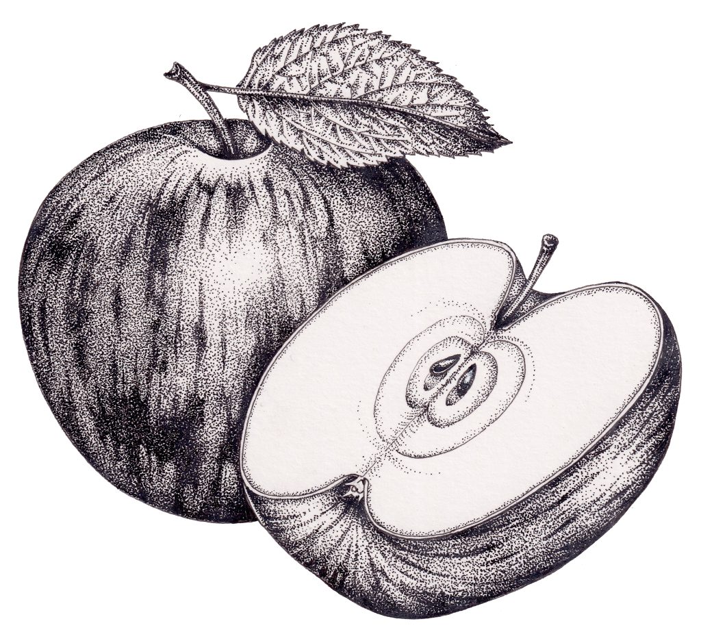 a pen and ink illustration of a whole and a cut apple