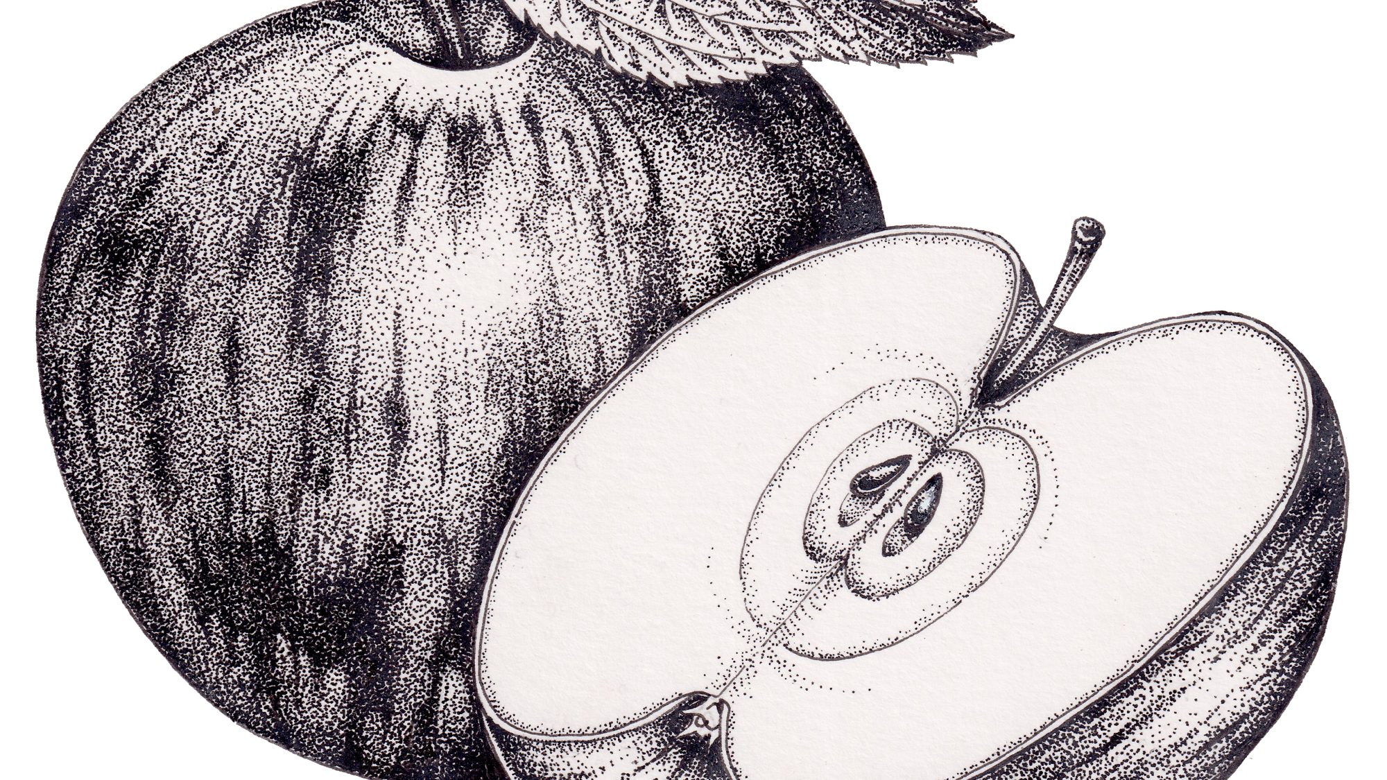 a pen and ink illustration of a whole and a cut apple