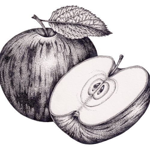 Pen and ink: Stippling workshop