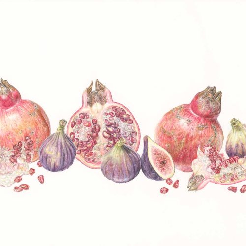 Illustrating fruits in colour pencil