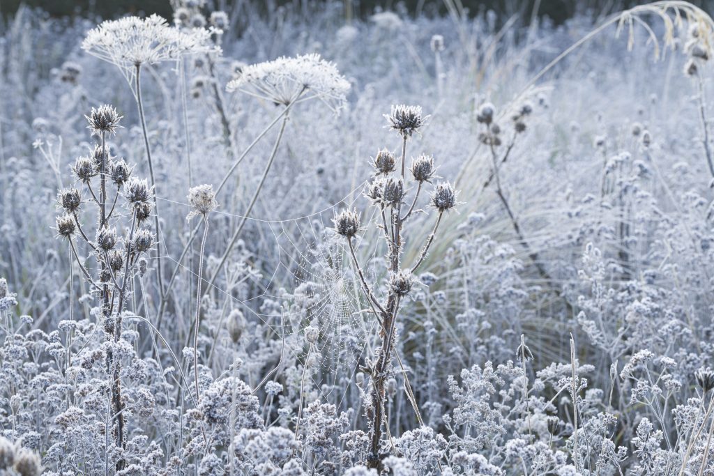 Frost covers tall stemmed plants and shrubs.