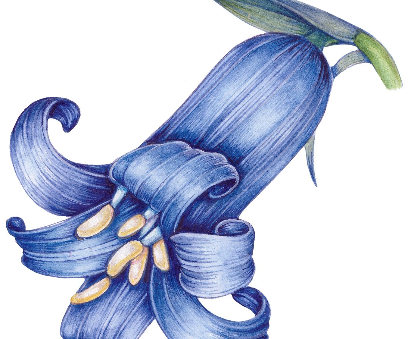 an illustration of a bluebell flower