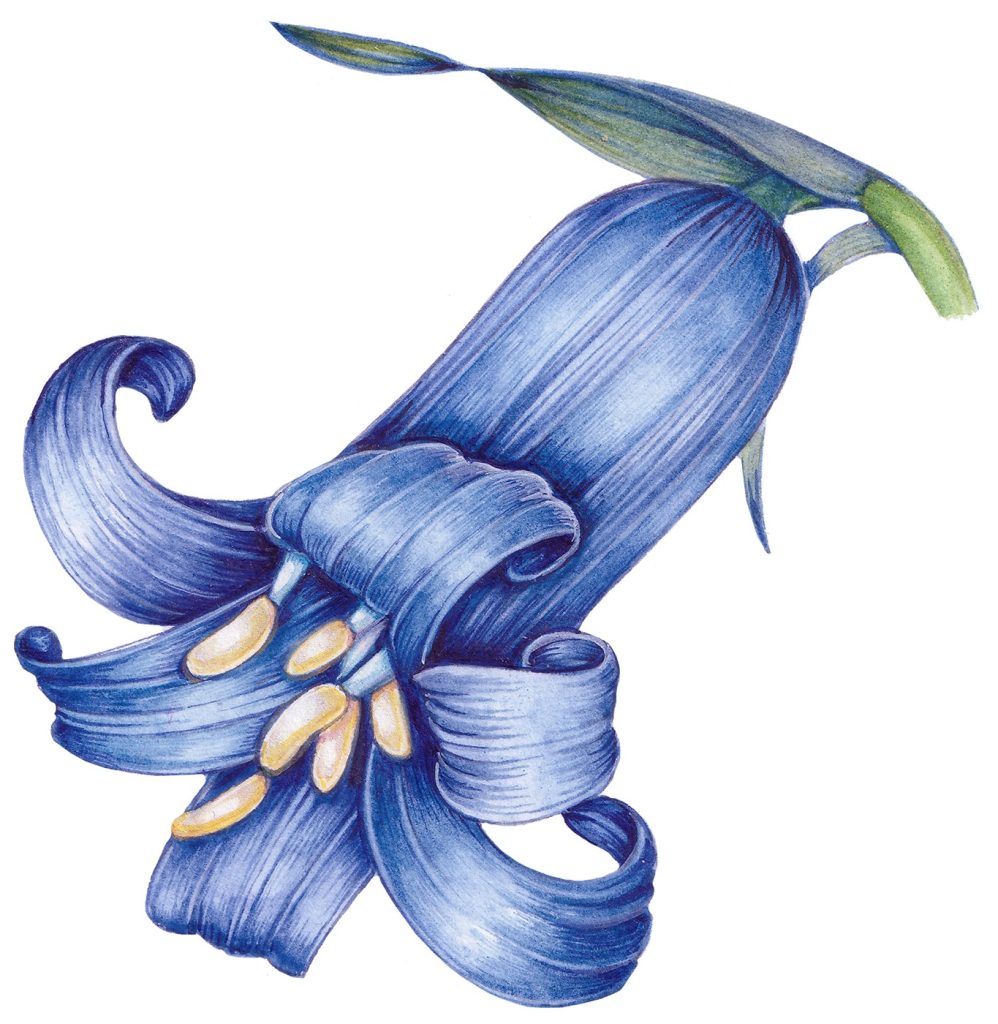 an illustration of a bluebell flower