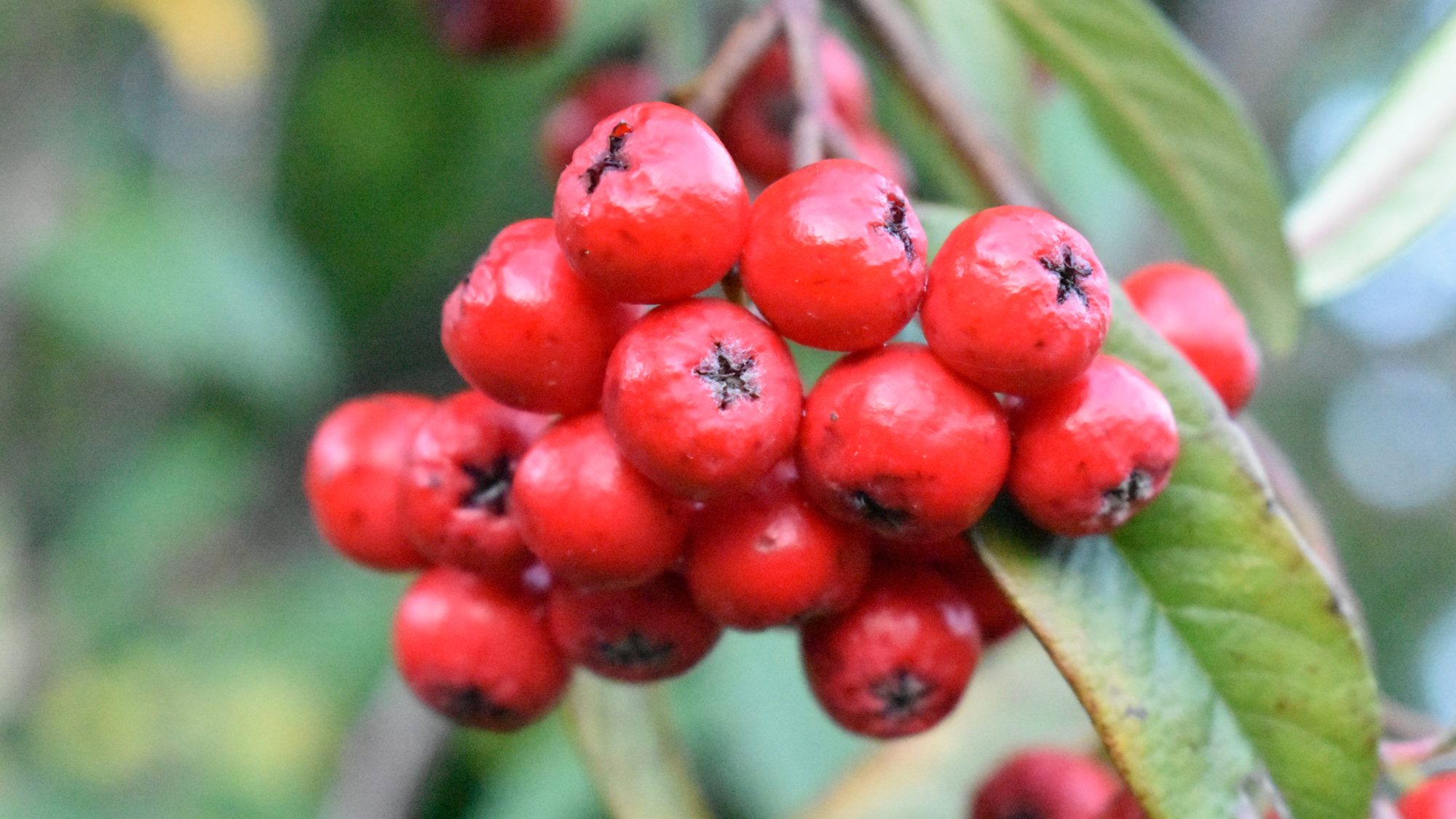 Drooping cluster of glossy red berries.