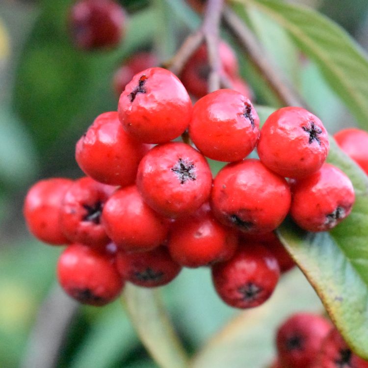 Cotoneaster x wateri