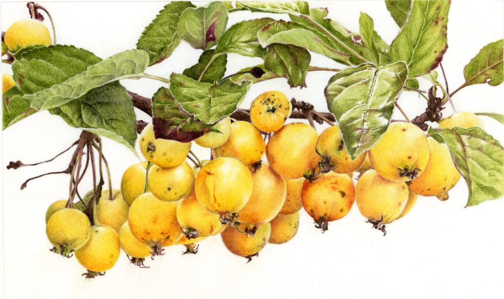an illustration of bunch of crab apples