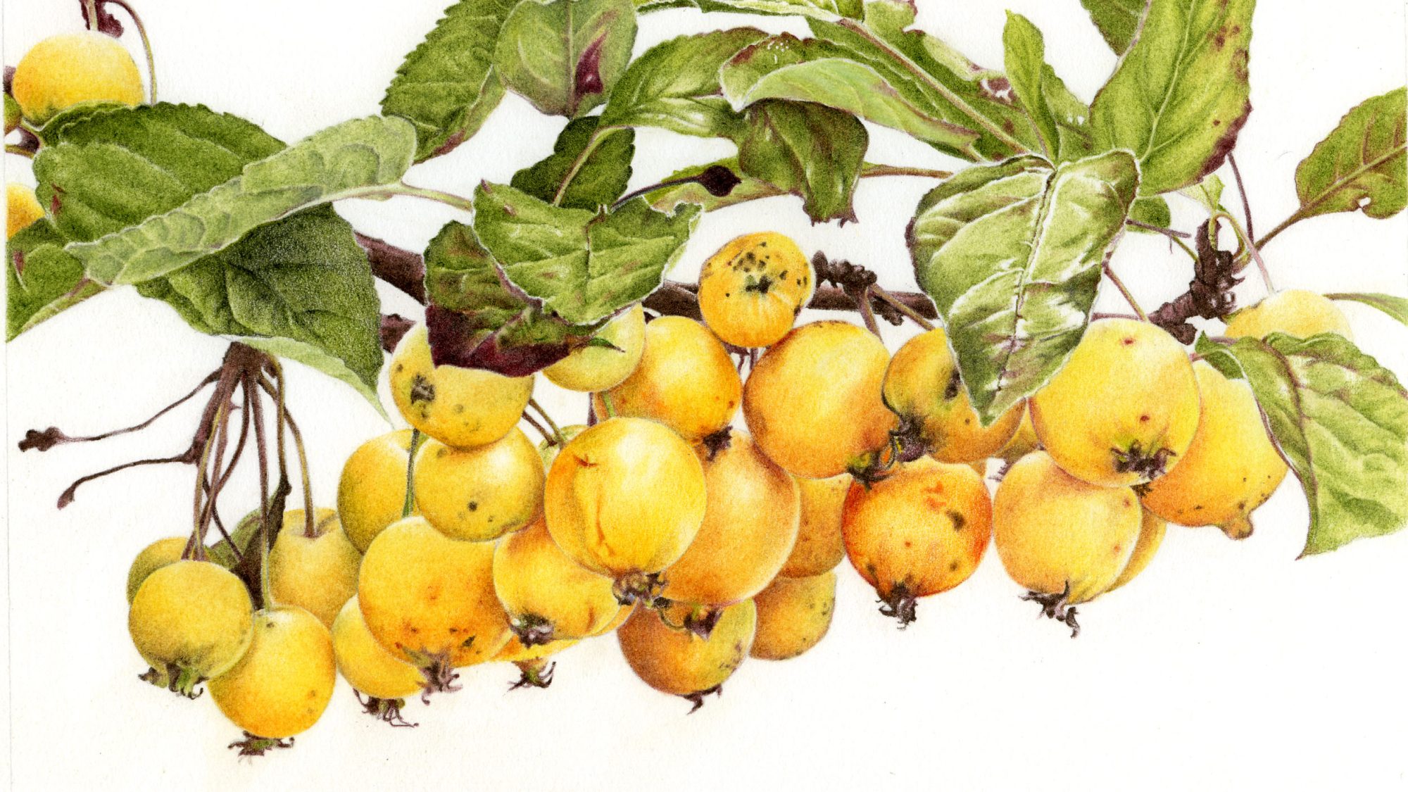 an illustration of crab apples