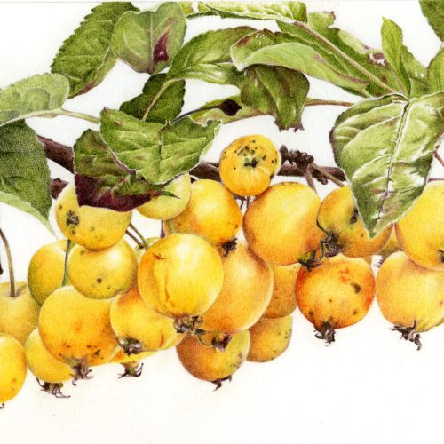 Drawing a bunch of crab apples