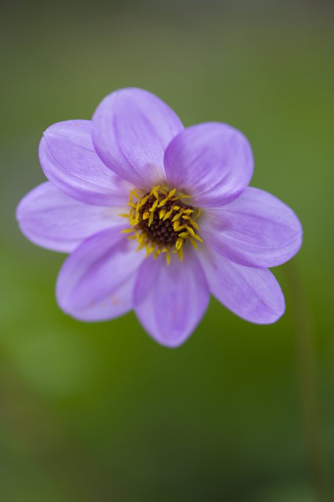 A flower with purple petals and yellow stamen against a green background.
