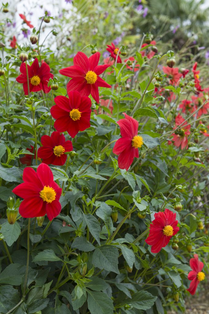 Flowers with red petals and yellow stamen surrounded by green shrubs.