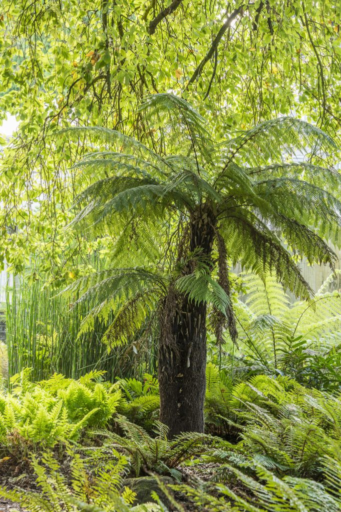 A palm tree is covered by overhanging branches, surrounded by ferns.