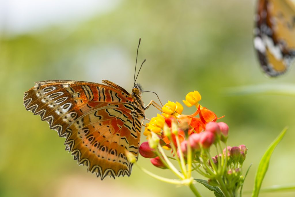 a photograph of a butterfly on a plant