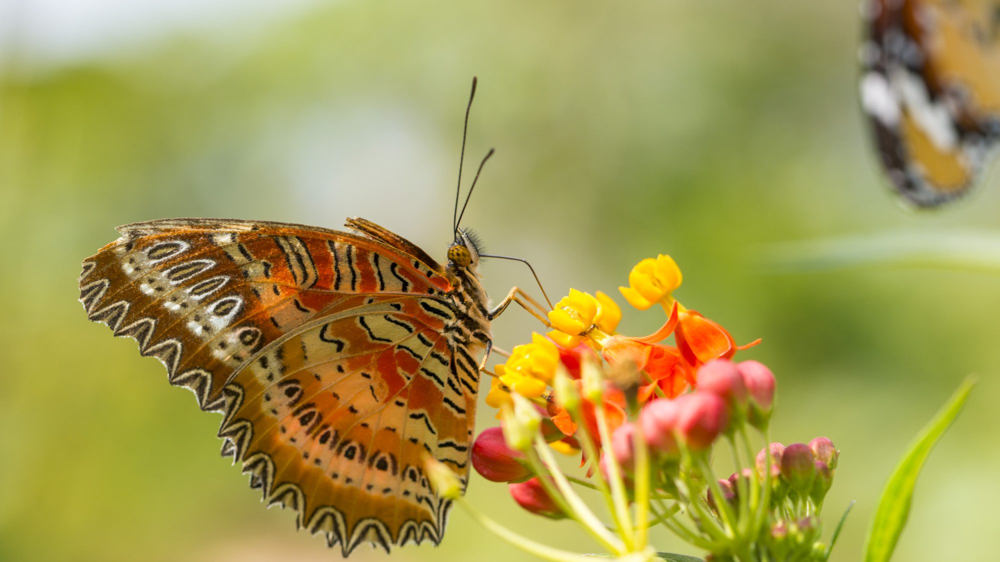 a photograph of a butterfly on a plant