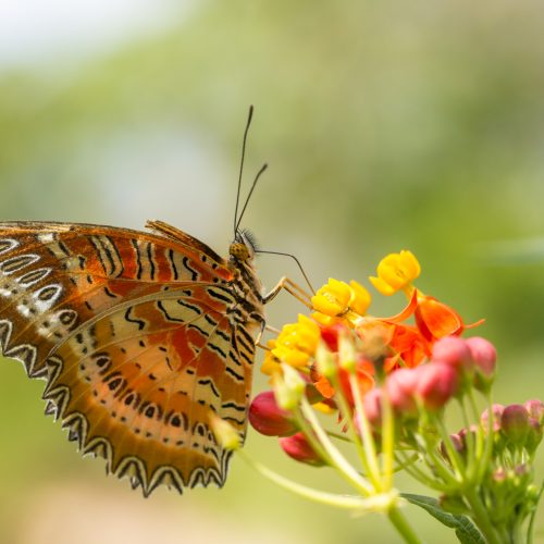 Macro photography: Get closer to nature