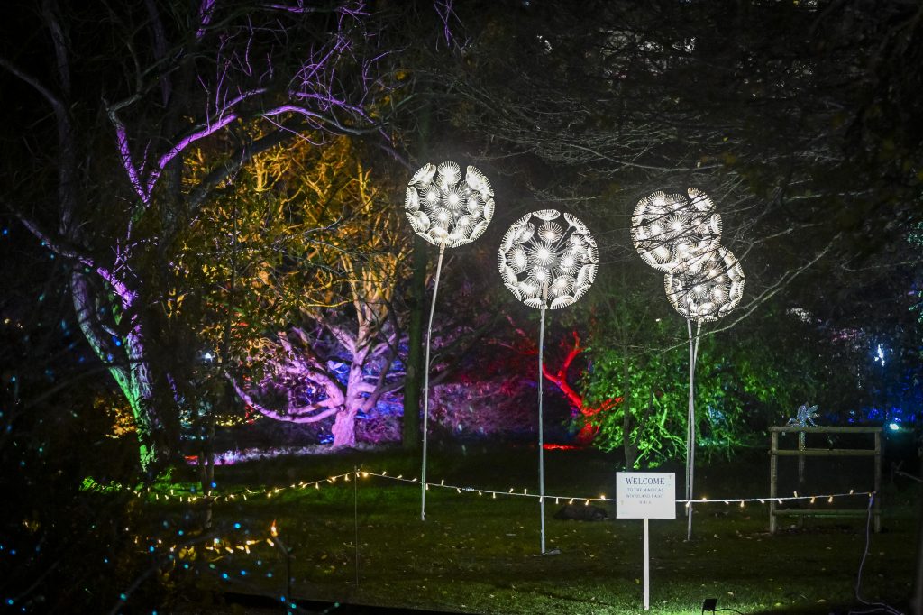 Four glowing white sculptures of dandelions clocks stand at approximately 12 feet tall each, glowing brightly against a dark night time background. The trees behind the sculptures are lit in different colour tones - purple, yellow, red and green. In the foreground is a small white sign that reads 