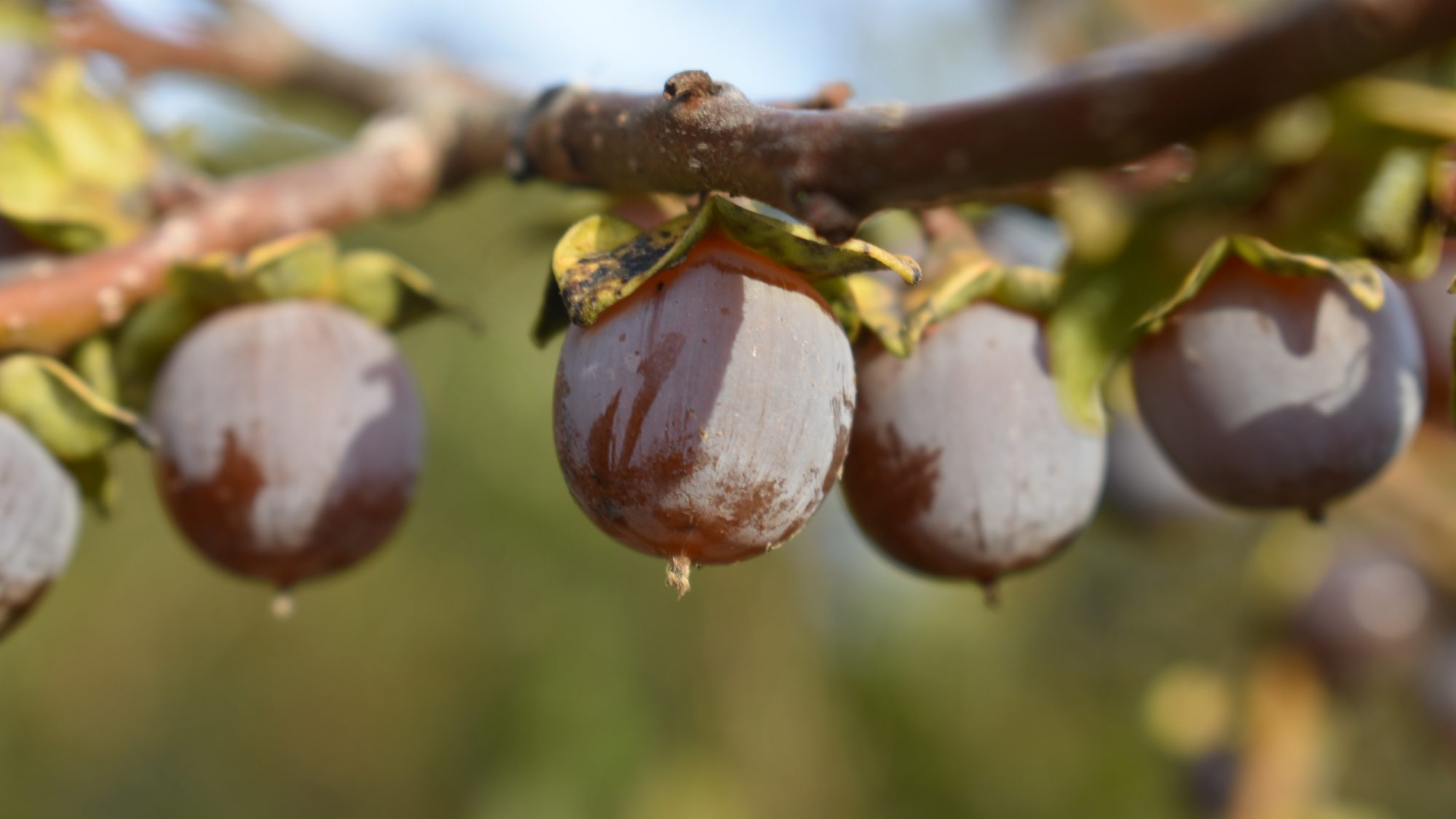 Round, fleshy fruits with white bloom.