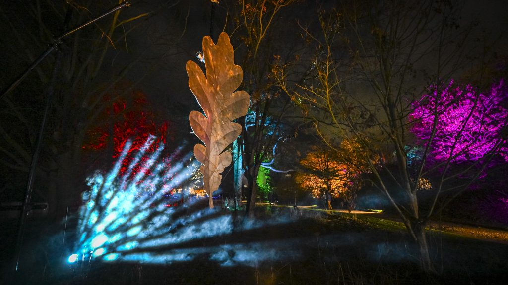 A giant bronze sculpture of an oak leaf is suspended mid air on this landscape image. To the left of the image, blue lights are projected from the ground towards the leaf, In the dark background, trees are illuminated in fuchsia, orange, bright green and red.