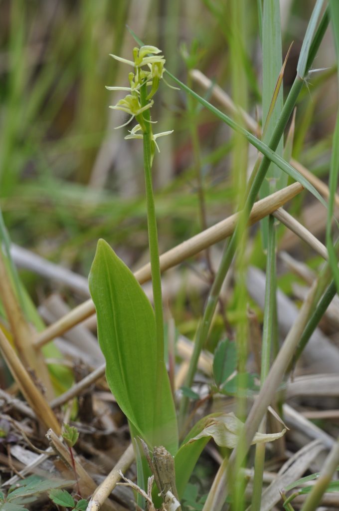 Close-up of a Fen Orchid (Liparis loeselii) growing in open fen landscape of East Anglia, showing its delicate yellow-green flowers and surrounding wetland vegetation.