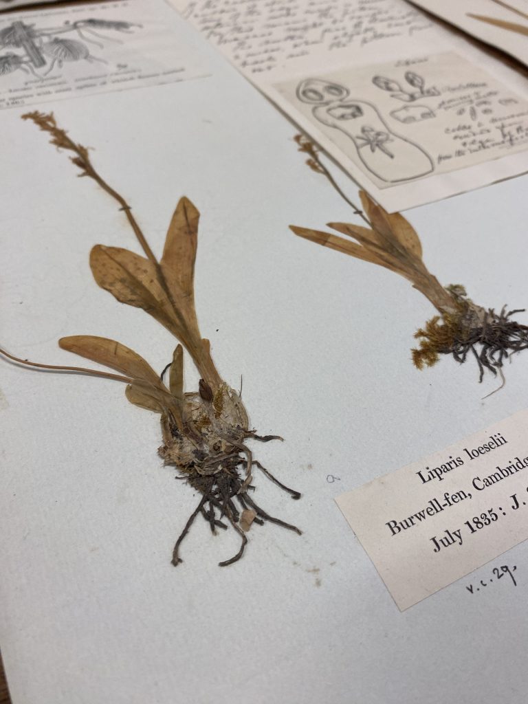 Mounted Fen Orchid pressed specimens in Cambridge University Herbarium