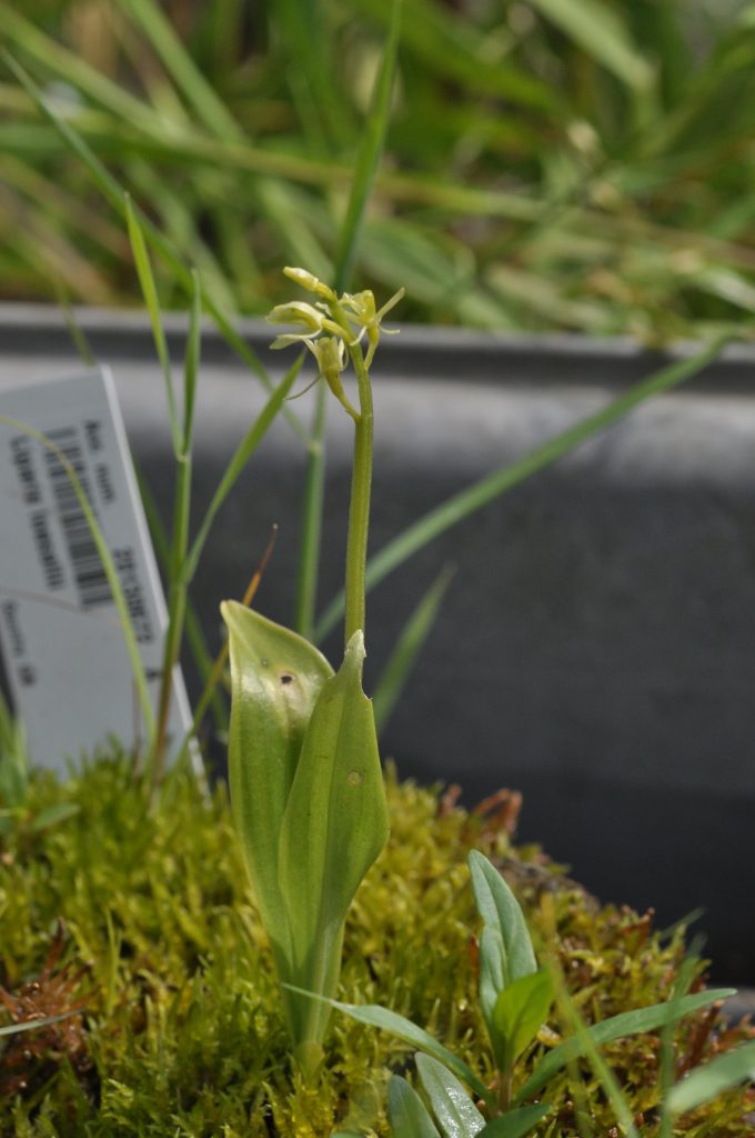 A Fen Orchid cultivated ex-situ in the glasshouse at Cambridge University Botanic Garden