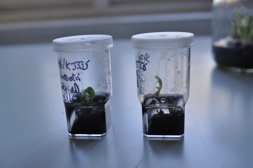 Young Fen Orchid seedlings growing in vitro in pots in laboratory conditions at RBG Kew