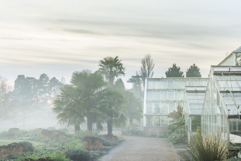 A misty winter's day in a garden with greenhouses, palm, trees and shrubs, either side of a gravel path.