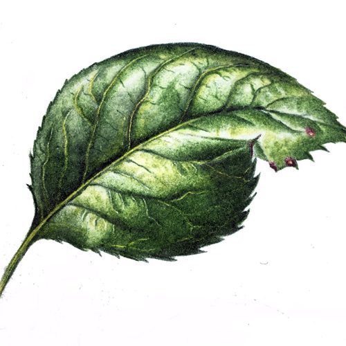 Taking a detailed look at leaves