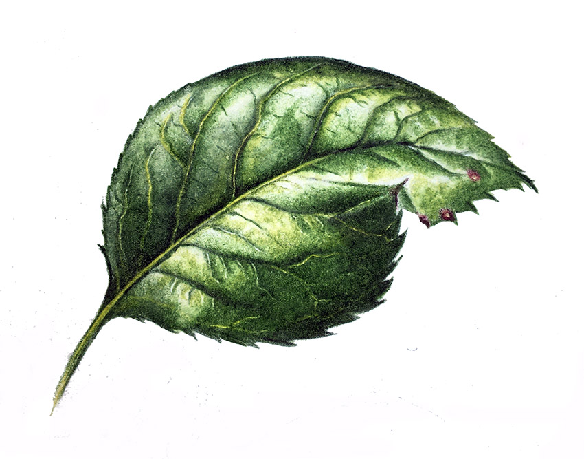 a pencil illustration of a simple leaf