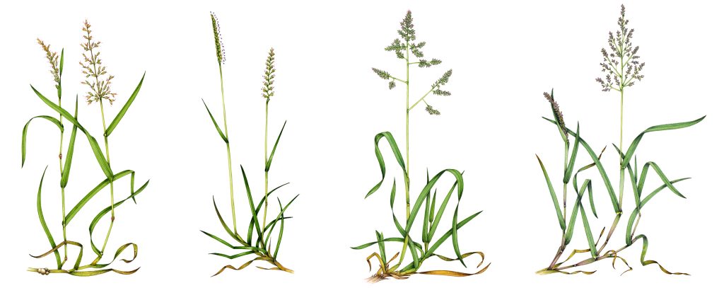 Illustrations of four flowering grass plants