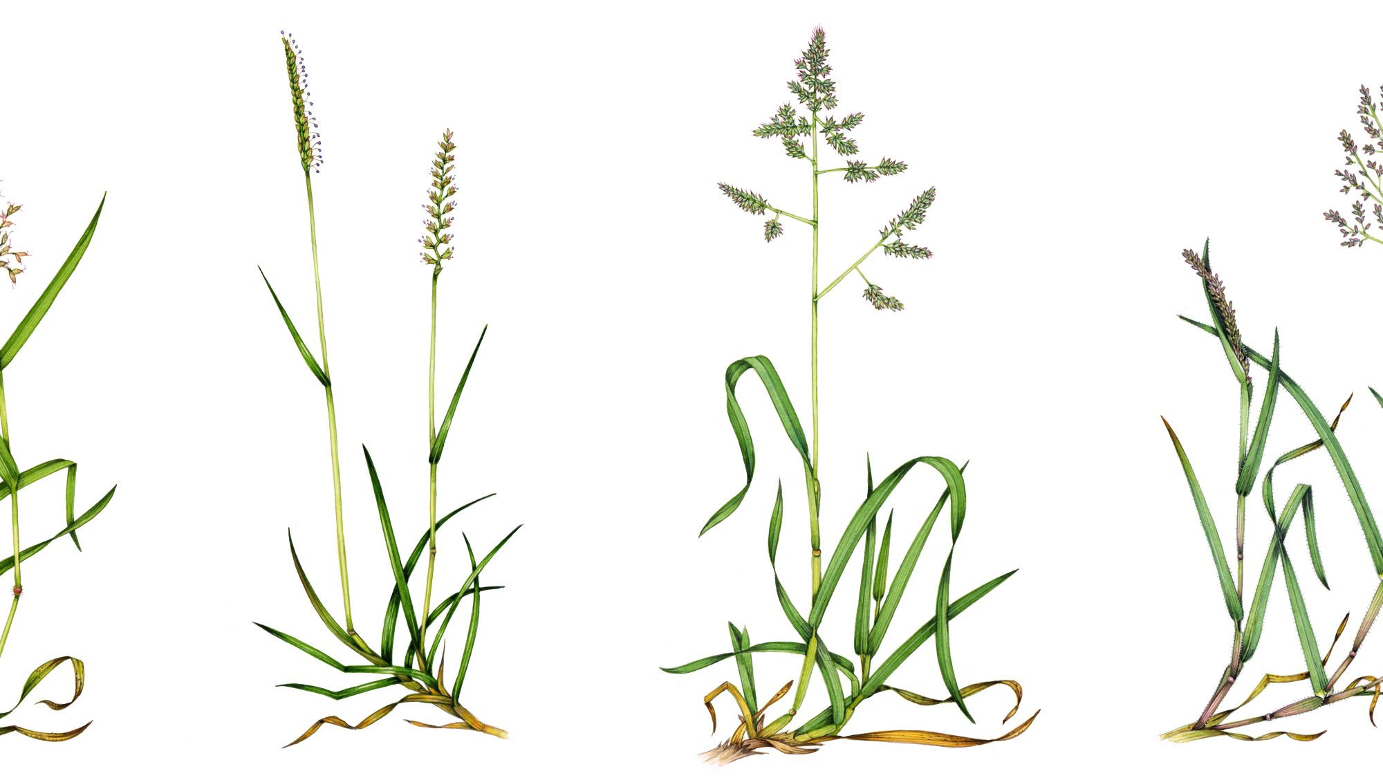 Illustrations of four flowering grass plants