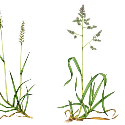 Drawing grasses