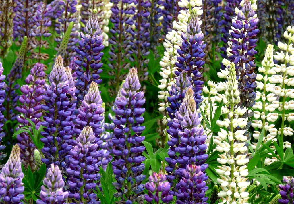 a photo of blue and white lupins