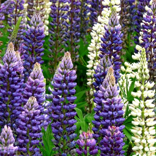 The chemical world of plants and us