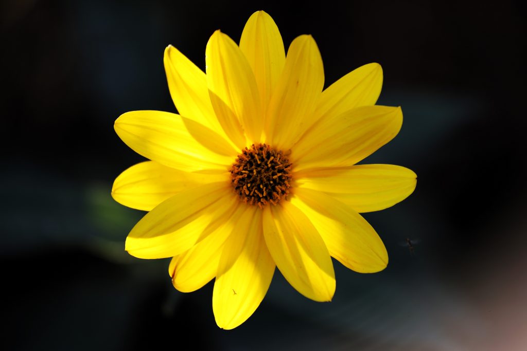 a photo of a yellow daisy
