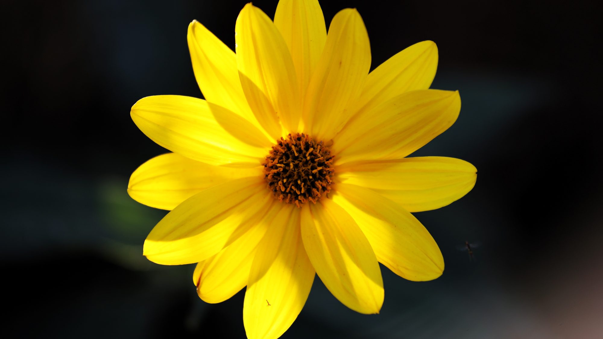 a photo of a yellow daisy