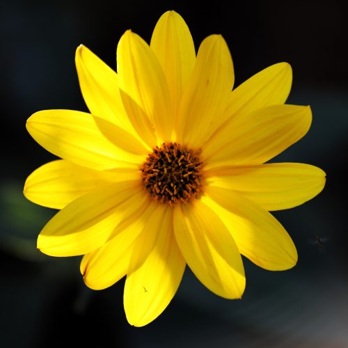 Hahnemann's healing herbs