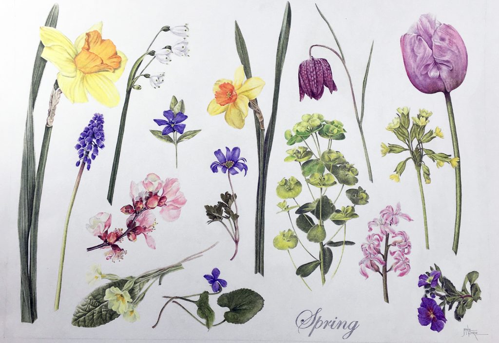 pencil illustrations of wildflowers